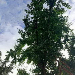 ʽһ׶